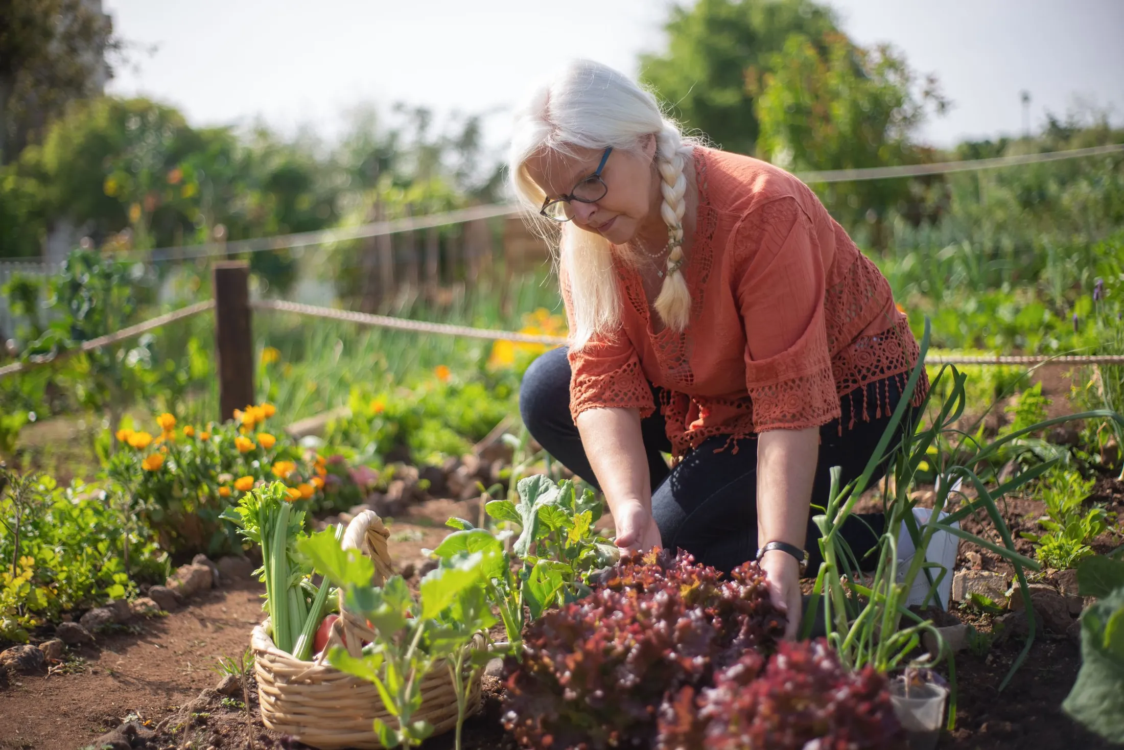 An older woman with a long white braid and glasses crouches comfortably in a vegetable garden, picking lettuce into a basket.